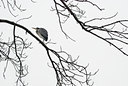 BUITEN BEELD Foto: 85455