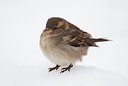 BUITEN BEELD Foto: 85464
