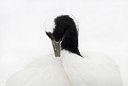 BUITEN BEELD Foto: 85467