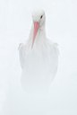 BUITEN BEELD Foto: 85475