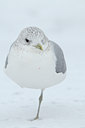BUITEN BEELD Foto: 85479
