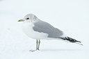 BUITEN BEELD Foto: 85482