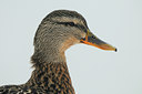 BUITEN BEELD Foto: 85484