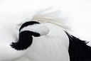 BUITEN BEELD Foto: 85498