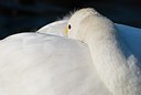 BUITEN BEELD Foto: 85513