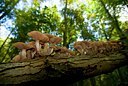 BUITEN BEELD Foto: 85551