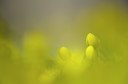 BUITEN BEELD Foto: 85562