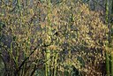 BUITEN BEELD Foto: 85572