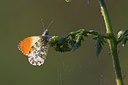 BUITEN BEELD Foto: 85780