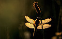 BUITEN BEELD Foto: 85788