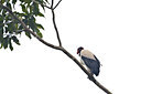 BUITEN BEELD Foto: 85908