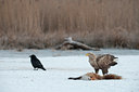 BUITEN BEELD Foto: 85933