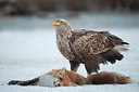 BUITEN BEELD Foto: 85934