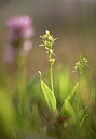 BUITEN BEELD Foto: 85935