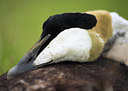BUITEN BEELD Foto: 85941