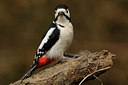 BUITEN BEELD Foto: 85967