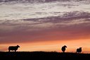BUITEN BEELD Foto: 86058