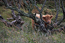 BUITEN BEELD Foto: 86150