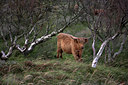 BUITEN BEELD Foto: 86152
