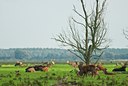 BUITEN BEELD Foto: 86230