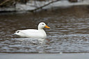 BUITEN BEELD Foto: 86313