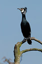 BUITEN BEELD Foto: 86378