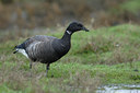 BUITEN BEELD Foto: 86459