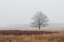 BUITEN BEELD Foto: 86524