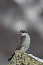 BUITEN BEELD Foto: 86564