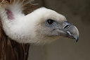 BUITEN BEELD Foto: 86565