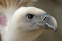 BUITEN BEELD Foto: 86570