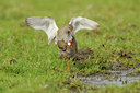 BUITEN BEELD Foto: 86608