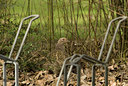 BUITEN BEELD Foto: 86711