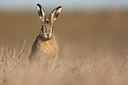 BUITEN BEELD Foto: 86731