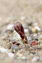 BUITEN BEELD Foto: 86778