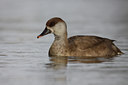 BUITEN BEELD Foto: 86821