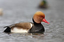 BUITEN BEELD Foto: 86822