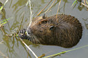 BUITEN BEELD Foto: 86863