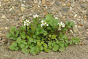 BUITEN BEELD Foto: 87019