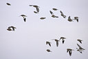 BUITEN BEELD Foto: 87064