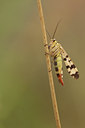 BUITEN BEELD Foto: 87077