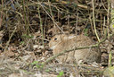 BUITEN BEELD Foto: 87128