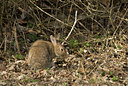 BUITEN BEELD Foto: 87132