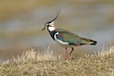 BUITEN BEELD Foto: 87151