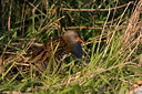 BUITEN BEELD Foto: 87172