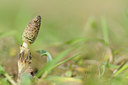 BUITEN BEELD Foto: 87247