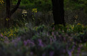 BUITEN BEELD Foto: 87366