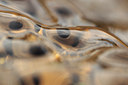 BUITEN BEELD Foto: 87384