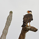 BUITEN BEELD Foto: 87408