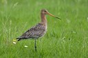 BUITEN BEELD Foto: 87648
